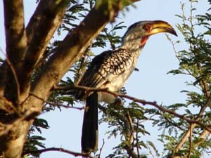 Hornbill