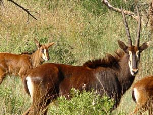 Sabelantilope